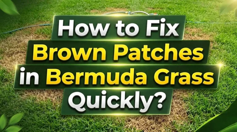 How to Fix Brown Patches in Bermuda Grass Quickly?