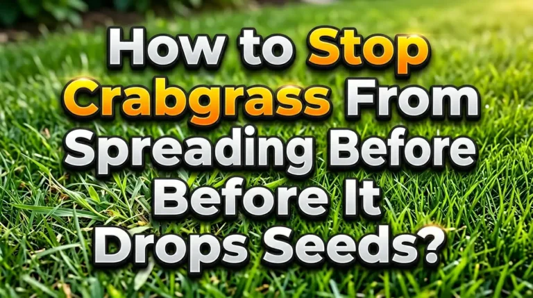 How to Stop Crabgrass From Spreading Before It Drops Seeds?