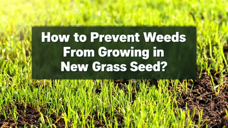 How to Prevent Weeds From Growing in New Grass Seed?
