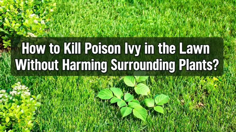 How to Kill Poison Ivy in Your Lawn Without Harming Surrounding Plants?