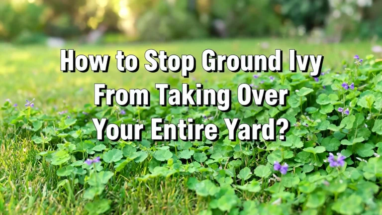 How to Stop Ground Ivy From Taking Over Your Entire Yard?
