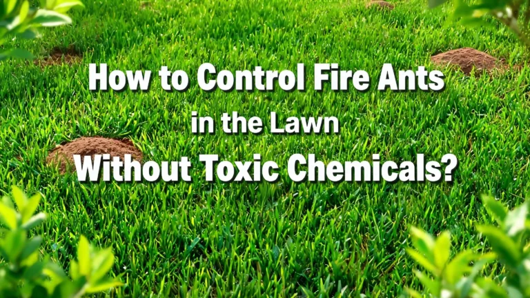 How to Control Fire Ants in Your Lawn Without Toxic Chemicals?