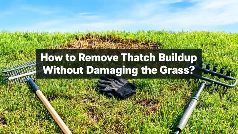 How to Remove Thatch Buildup Without Damaging the Grass?