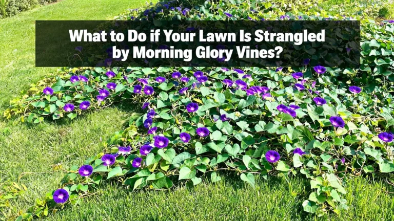 What to Do If Your Lawn Is Strangled by Morning Glory Vines?