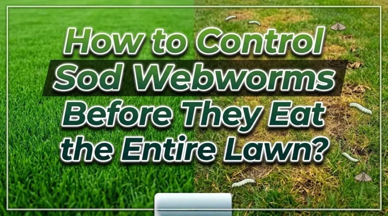 How to Control Sod Webworms Before They Eat the Entire Lawn?