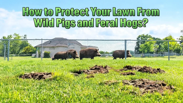 How to Protect Your Lawn From Wild Pigs and Feral Hogs?