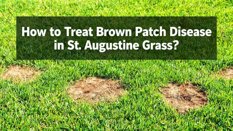 How to Treat Brown Patch Disease in St. Augustine Grass?