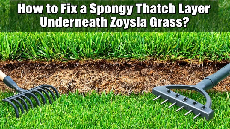 How to Fix a Spongy Thatch Layer Underneath Zoysia Grass?