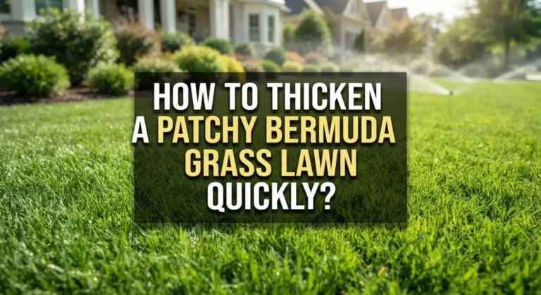 How to Thicken a Patchy Bermuda Grass Lawn Quickly?